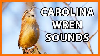 Carolina Wren Songs and Calls