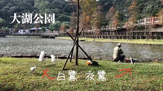 大湖公園的人文 釣客 白鷺鷥 夜鷺 落羽松 鷺鷥湖