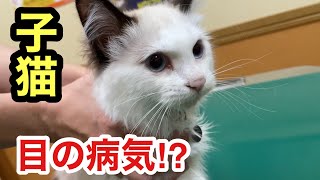 目ヤニが心配で子猫を病院に連れて行きました