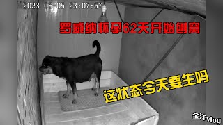 罗威纳怀孕62天开始刨窝，这状态今天要生吗？洋嫂见状真愁人