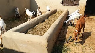 DGF Livestock Goat farm makhi chini bakri for sale