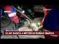 Warga Ciracas Panik Temukan Ular Sanca Sepanjang 4 Meter Masuk ke Rumah!