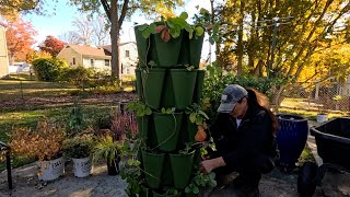 Cleaning Out & Propagating Strawberries In The Greenstalk Vertical Garden 🍓🍓🍓 // Dirt and Dish