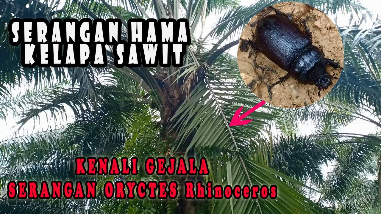 Mengenal Serangan Hama Oryctes Rhinoceros Pada Tanaman Kelapa Sawit ...