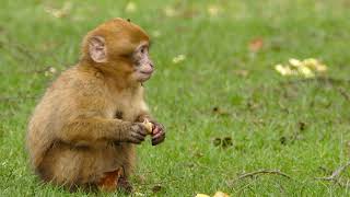 Pet Monkey Eating Bread