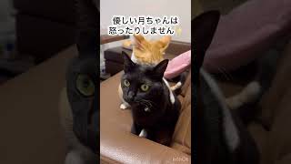 あんまりしつこいと怒られるよ😅 #保護猫 #保護猫との暮らし #cat #猫のいる暮らし