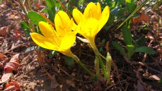 Sternbergia lutea (Croco giallo) zafferanastro giallo