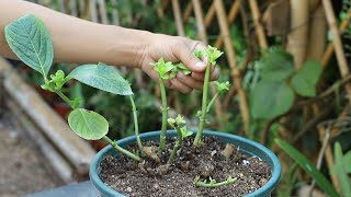 绣球花这些芽，必须在8月给它抹掉，明年春来时，开花才越来越多