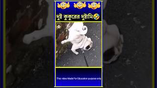 😂হাস্যকর প্রাণীদের দুষ্ট ভিডিও😁 Funny animals Bangla |  funny video #shorts