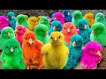 World Cute Chickens, Colorful Chickens, Rainbows Chickens, Cute Ducks, Cat, Rabbit, Cute Animals 🐤🦢