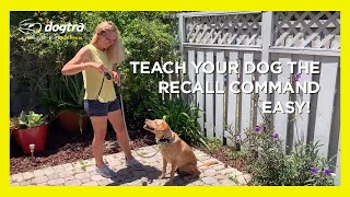 E-collar Training for Beginners | Dog Recall Command