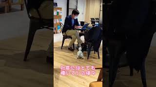 【日常】ウイルくんを愛でるだけの動画【Aibo】