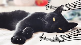 ♬ 10 Hours of calming music for cats ♬ Relaxation for restless cats