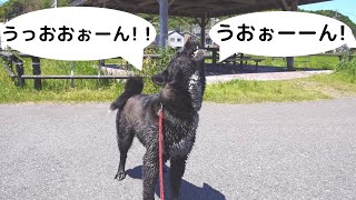 【甲斐犬雑種】救急車に遠吠えをかますおもち【保護犬】