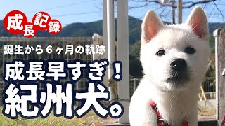 【紀州犬】子犬から６ヶ月の成長記録。山小屋での活躍に期待。田舎暮らし/山小屋/日本犬