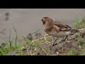 vlog n° 198 sneeuwgorzen bij groot ammers snow bunting in the netherlands