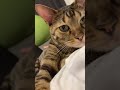 猫 ベンガルネコ cat かわいい 甘えん坊