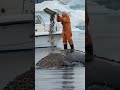 elderly fisherman frees majestic whale from painful barnacles