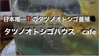 [日本唯一⁉️]タツノオトシゴハウス、楽しい！癒される！絶景☆鹿児島県南九州市