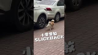 小柴柴教SLICKBACK #滑步舞 #懸浮滑步 #柴犬