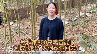 小松为何突然回秋秋家？丈母娘养殖场首批800只鸡苗能顺利成长么？