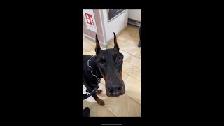 DOBERMANN REAV MIT EINEN SCHNULLER UND AM SCHLEICHEN ‼️