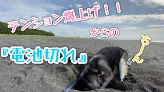 【朝んぽ】テンションが上がり過ぎて穴掘り途中に急に電池が切れるアラスカンマラミュート【桜空】