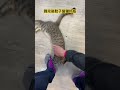 娃娃機店長趁摸摸出陰招 cat cats catlover cute animals 貓 貓咪 貓咪故事 娃娃機店長