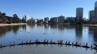 Toxic algae causes massive fish kill in Bay Area