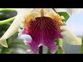 first cattleya rex to bloom • 4 august 2019