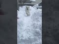 雪が降ってテンション高め🐻‍❄️❄️ greatpyrenees グレートピレニーズ 超大型犬