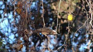 キカラスウリとヒヨドリ　Brown-eared Bulbul