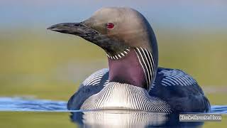 Black throated loon (Gavia arctica) sound   call and song