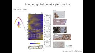 E13.1 - Deciphering liver regeneration cell-by-cell