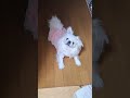 既に何かを察している犬 ペキニーズ 鼻ぺちゃ 短足 かわいい犬 pekingese