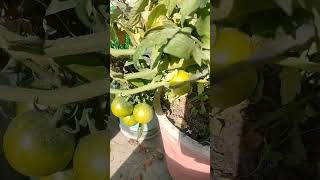 Kis kis k garden me ye plant grow ho raha hai 🍅🍅👌