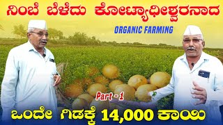 ನಿಂಬೆ ಬೆಳೆದು ಕೋಟಿ ಸಂಪಾದನೆ | Kazgi Lemon farming | Beerappa waggi | @Pradeephvk_kannadiga