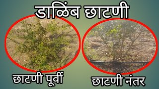 डाळिंब झाडाची छाटणी कशी करावी? Pruning and training of #Pomegranate अनार की छाटणी कैसे लेते है?