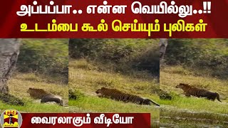 அப்பப்பா.. என்ன வெயில்லு..!! உடம்பை கூல் செய்யும் புலிகள் | Nilgiris | Mudumalai National Park