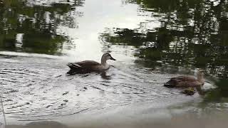 Eastern Spot-billed Duck / Anas zonorhyncha / 2024-05-30, Jeju, South Korea