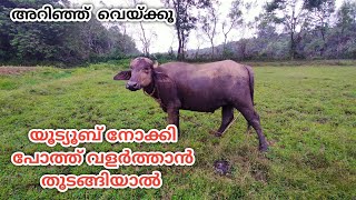 യൂട്യൂബ് നോക്കി പോത്ത് വളർത്താൻ തുടങ്ങിയാൽ|buffalo