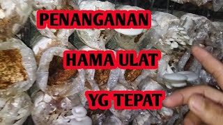 cara atasi hama ulat di baglog jamur tiram