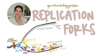 Label a DNA Replication Fork: A Guide to the Proteins and DNA Strands