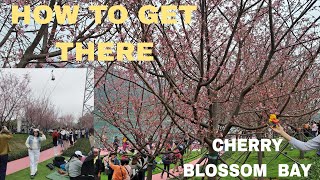 Cherry Blossom in Hongkong 2025, How to get there! and where you find..@Mariquit Feniola Vlog