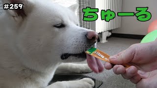 いなばWanちゅ～るを食す【秋田犬もんたろう #259】Akita inu