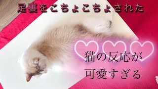 めっちゃガニ股猫の足裏をこちょこちょしたら反応が可愛かった