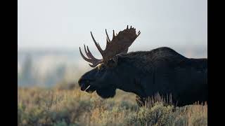 OldGuyDIY Grand Teton Park Moose Video \u0026 Photos October 2024