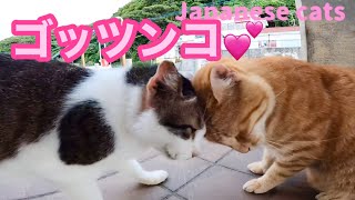 港の仲良しコンビ‼️可愛いスリスリ ゴッツンコが止まらない Japanese cats