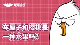 【小魔】车厘子和樱桃是一种水果吗？