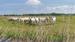 Common Cranes over Cattle Marshes Norfolk Broads